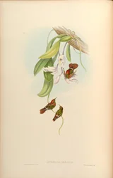 Lophornis ornatus